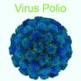 virus polio