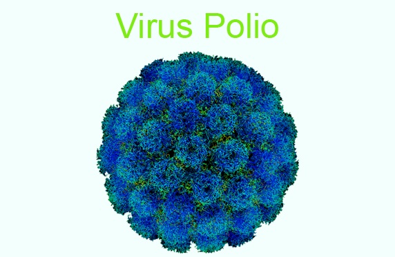 virus polio