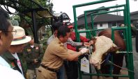 Hewan Kurban di Kota Bandung Sudah Tervaksin