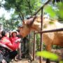 kebun binatang, bandung zoo