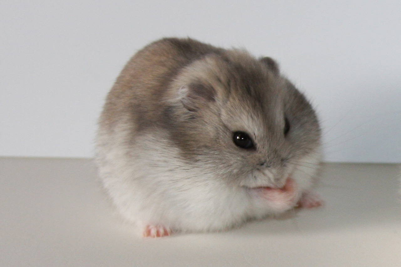 Hamster