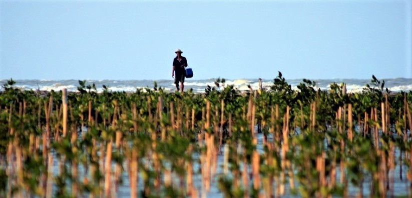 mangrove