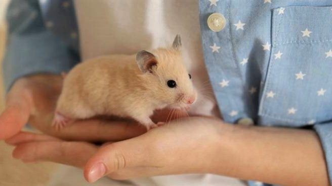 Hamster