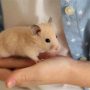 Hamster