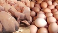 Harga daging ayam dan telur