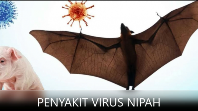 Ilustrasi virus nipah yang mematikan di India bagian Selatan (kemkes).