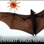 Ilustrasi virus nipah yang mematikan di India bagian Selatan (kemkes).