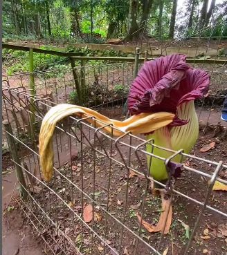 Bunga Bangkai di Taman Hutan Raya IR H Djuanda kini layu usai mekai 3 hari (Instagram Infobandungraya).