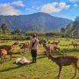 Kampung Cai Ranca Upas menjadi destinasi wisata yang wajib dikunjungi (Tour Bandung).