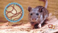 Ilustrasi Hantavirus (net).
