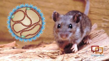 Ilustrasi Hantavirus (net).