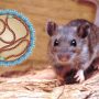 Ilustrasi Hantavirus (net).