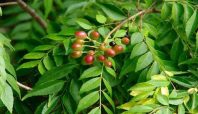 daun kari