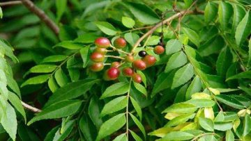 daun kari
