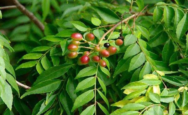 daun kari