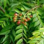daun kari