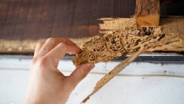 Jasa Anti Rayap Bandung