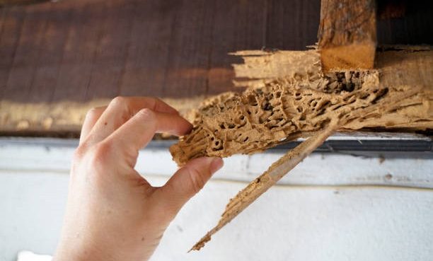 Jasa Anti Rayap Bandung