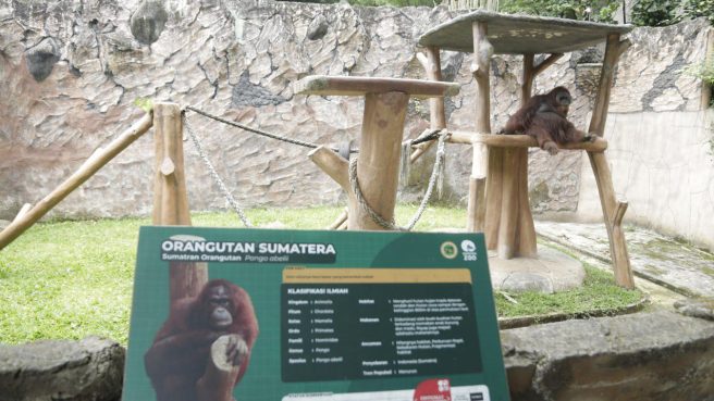 Kondisi 711 Satwa Kebun Binatang Bandung Beraktivitas Normal dan Pakan Terpenuhi (Humas Pemkot Bandung).