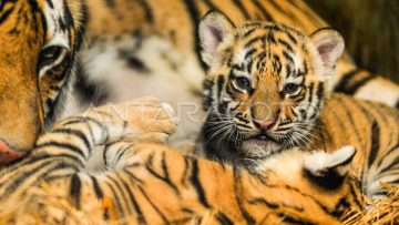 Kebun Binatang Bandung