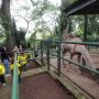 Bandung Zoo Belum Dibuka, Pemkot Bandung Masih Cari Pengelola Resmi (dok).