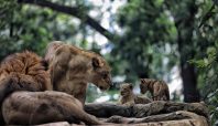 Pengmuman Lelang Bandung Zoo akan Segera Diumumkan (dok).