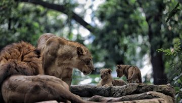 Pengmuman Lelang Bandung Zoo akan Segera Diumumkan (dok).