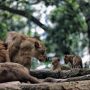 Pengmuman Lelang Bandung Zoo akan Segera Diumumkan (dok).