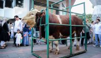 Sapi Kurban Presiden RI Seberat 1.250 Kilogram Diserahkan ke Wali Kota Bandung  (dok).
