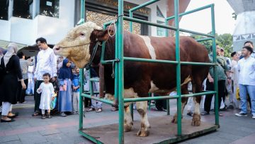 Sapi Kurban Presiden RI Seberat 1.250 Kilogram Diserahkan ke Wali Kota Bandung  (dok).