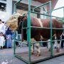 Sapi Kurban Presiden RI Seberat 1.250 Kilogram Diserahkan ke Wali Kota Bandung  (dok).