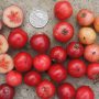 Buah Rukam