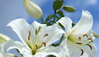 Bunga Lily