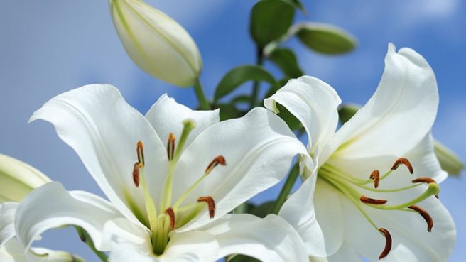 Bunga Lily