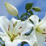 Bunga Lily