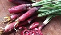 Manfaat Bawang Dayak untuk kesehatan (Orami).