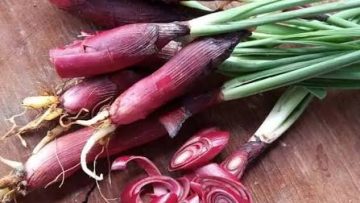Manfaat Bawang Dayak untuk kesehatan (Orami).