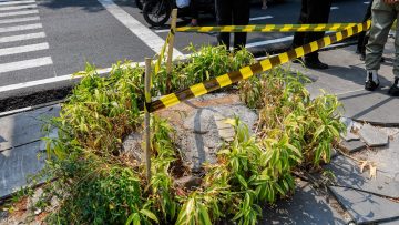 Terus Usut Kasus Penebangan 10 Pohon di Jalan Riau (dok).