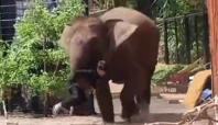 Pawang tertimpa gajah Sumatra di Lembang Park & Zoo (Tangkapan Layar Bandung Viral).