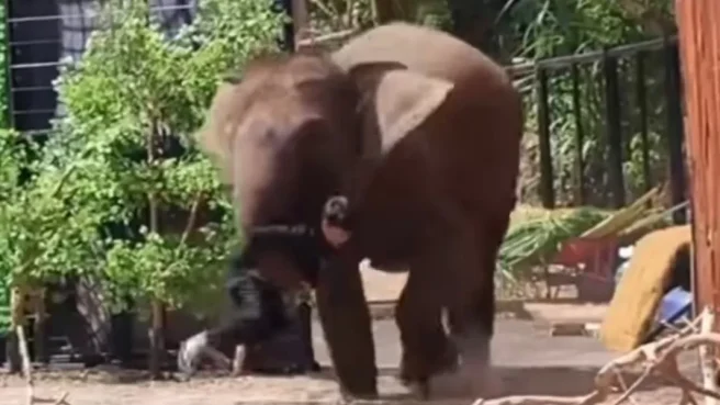 Pawang tertimpa gajah Sumatra di Lembang Park & Zoo (Tangkapan Layar Bandung Viral).