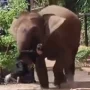 Pawang tertimpa gajah Sumatra di Lembang Park & Zoo (Tangkapan Layar Bandung Viral).